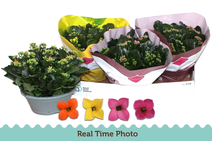 <h4>KAL EN GEM 4 KL</h4>