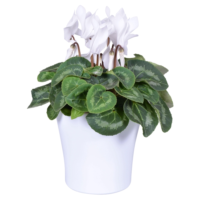 <h4>Cyclamen in wit "Bombé" keramiek</h4>