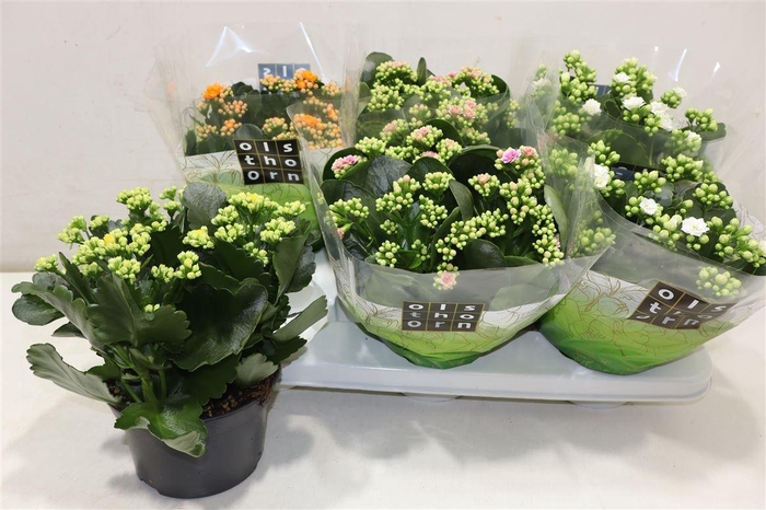 <h4>Kal Ge Gem 4 Kl</h4>