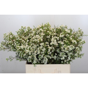 Chamelaucium Dancing Queen White