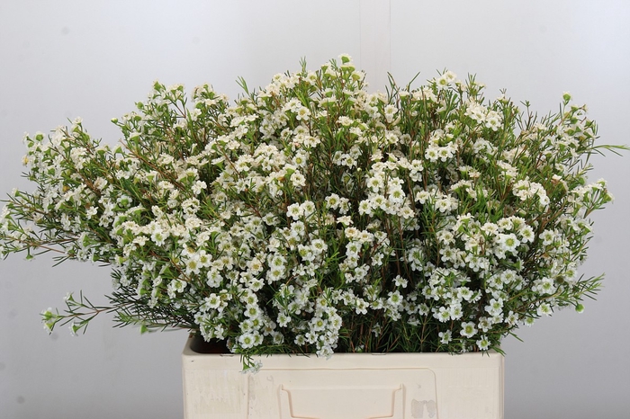 <h4>Chamelaucium Dancing Queen White</h4>