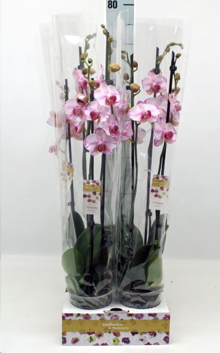 <h4>Phalaenopsis   ...</h4>