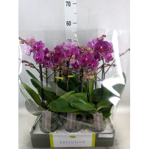 Phalaenopsis multi.   ...lilac