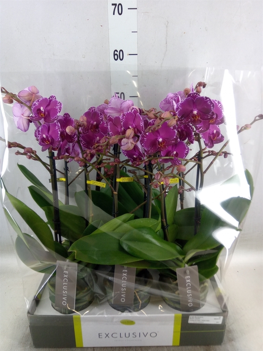 <h4>Phalaenopsis multi.   ...lilac</h4>