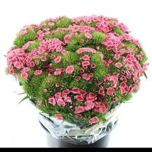 DI BARB CORAL PINK