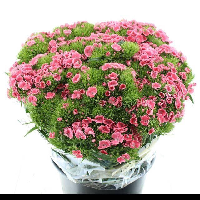 <h4>DI BARB CORAL PINK</h4>