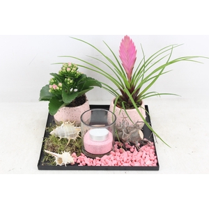 arr2 MB - Black plate 4kant pink