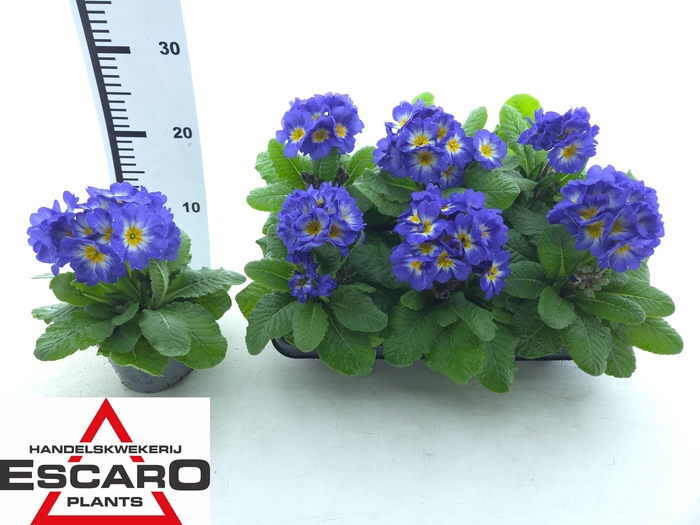 <h4>PRIM ELATIOR</h4>