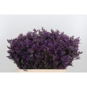 Lim Safora Dark Blue