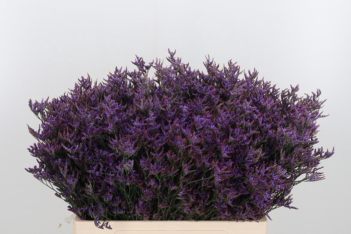 <h4>Lim Safora Dark Blue</h4>