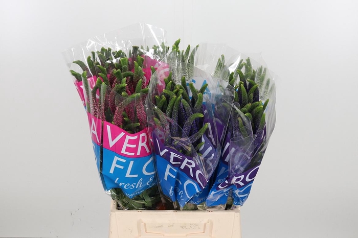 <h4>Veron Smart Gem</h4>