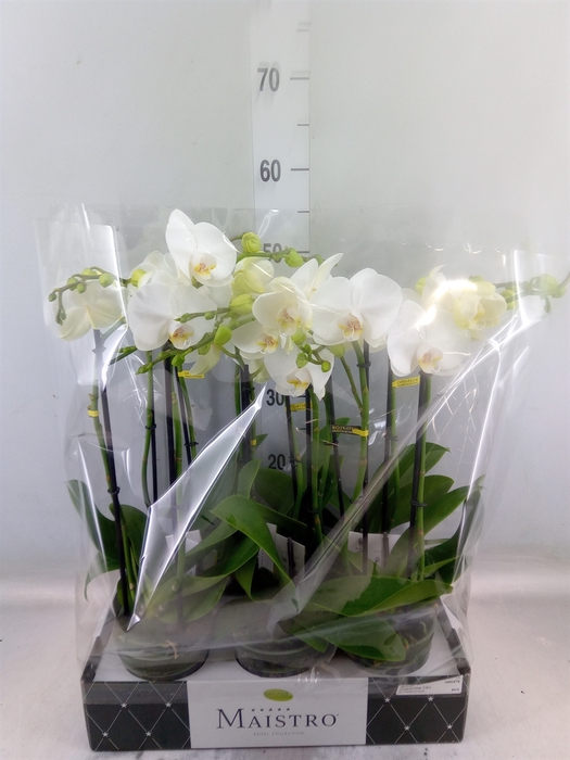 <h4>Phalaenopsis   ...white</h4>