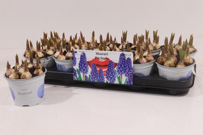 <h4>MUSCAR BIG SMILE</h4>