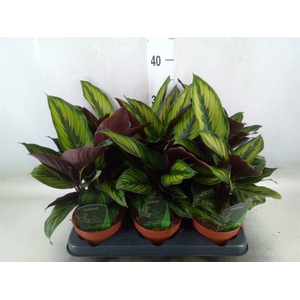 Calathea  'Beautystar'