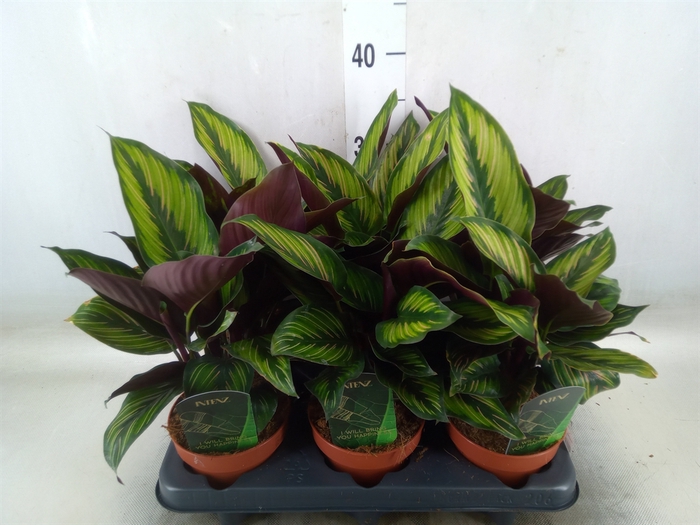 <h4>Calathea  'Beautystar'</h4>