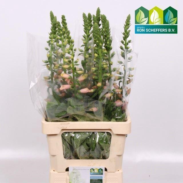 <h4>DIGITALIS PURPUREA</h4>