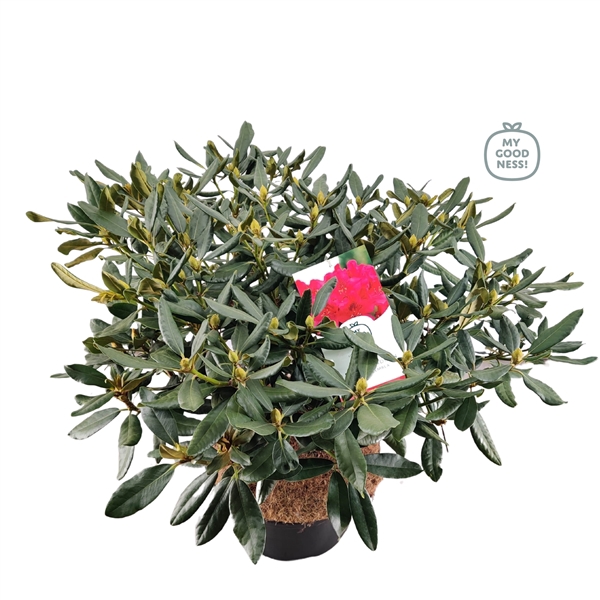 <h4>Rhododendron 100cm /25 liter 'Nova Zembla'</h4>