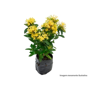 IXORA MINI SAQ 10 AMARELO