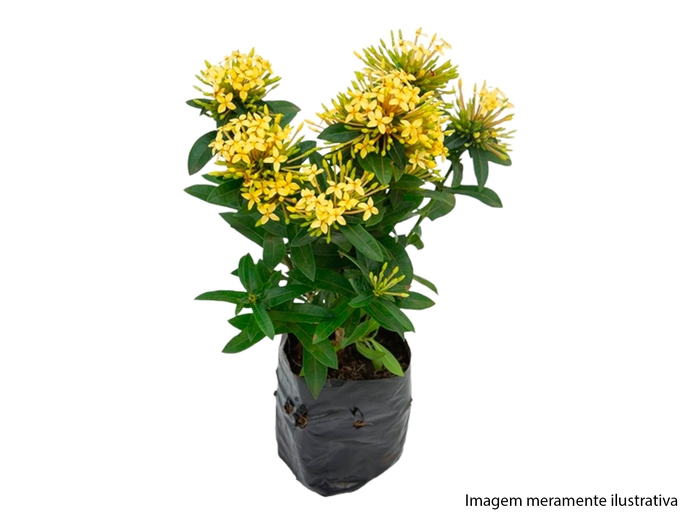 <h4>IXORA MINI SAQ 10 AMARELO</h4>