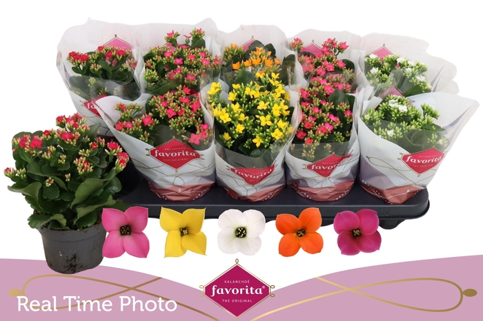 <h4>KAL EN GEM 5 KL</h4>