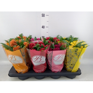 Celosia arg. CR 'Twisted'   ...mix