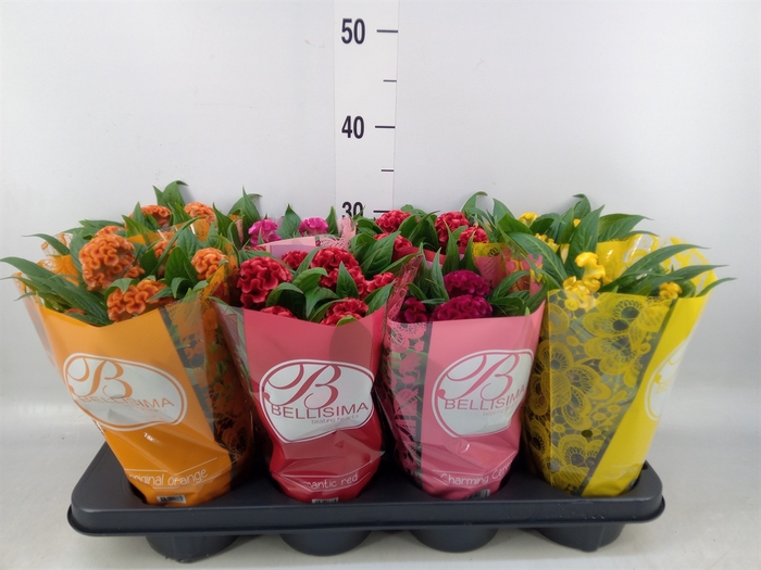 <h4>Celosia arg. CR 'Twisted'   ...mix</h4>