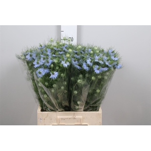 Nige D Sky Blue