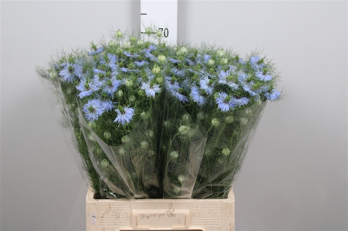 <h4>Nige D Sky Blue</h4>