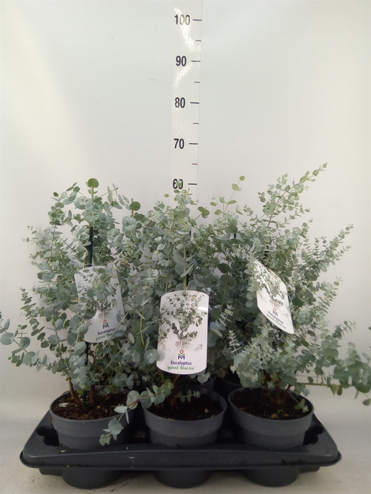 <h4>Eucalyptus gunnii 'Blue Ice'</h4>
