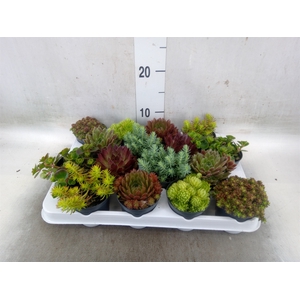 Rotsplanten   ...mix   [Rock plant]