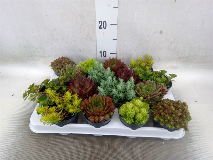<h4>Rotsplanten   ...mix   [Rock plant]</h4>