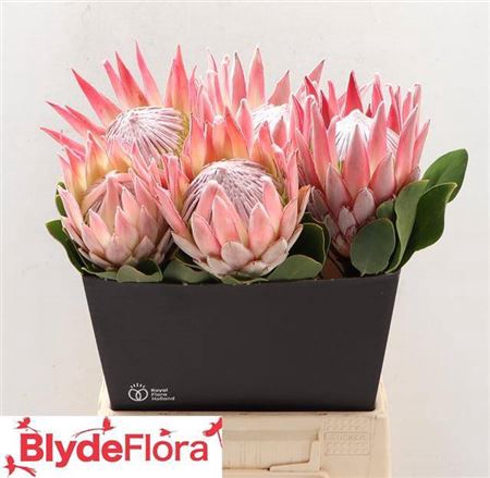 <h4>Protea Cynaroides</h4>