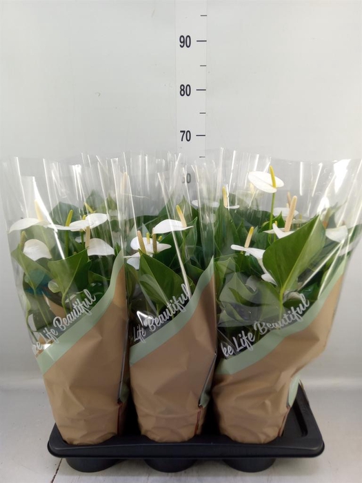 <h4>Anthurium andr. 'Snow Love'</h4>