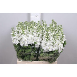 Matth Aida White