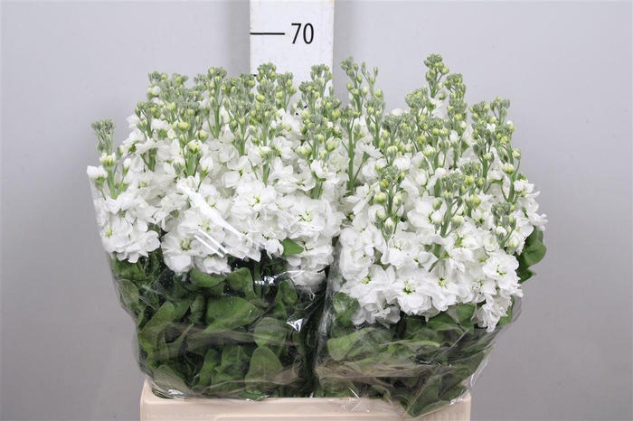 <h4>Matth Aida White</h4>