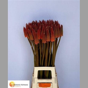 Kniphofia Alcazar