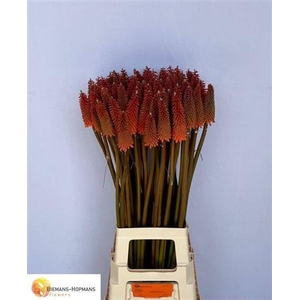 Kniphofia Alcazar