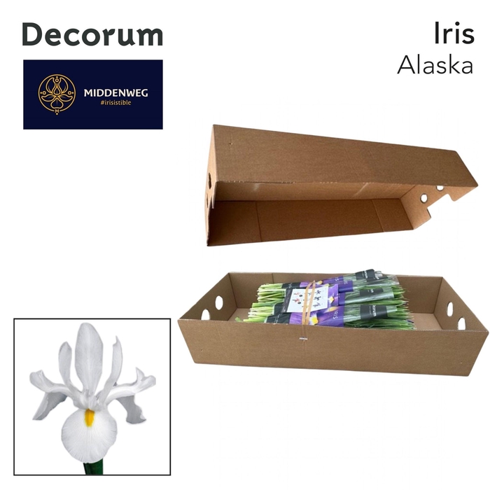 <h4>Iris Alaska Pre-Packed Decorum</h4>