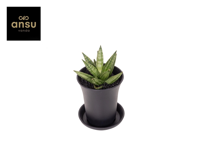 <h4>Sansevieria Inti Mini No. 2 in sierpot</h4>