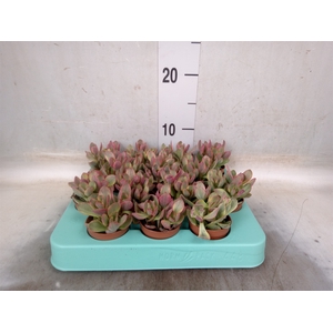 Crassula   ...