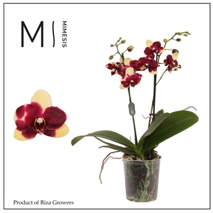 Phalaenopsis Catania 2 spike – 9cm | Mimesis