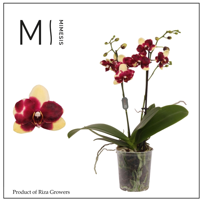 <h4>Mimesis Phal. Catania - 2 spike 9cm</h4>