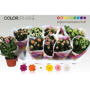 .Kalanchoe blossfeldiana gevuld gemengd 6 kleuren