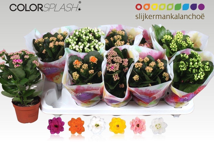 <h4>.Kalanchoe blossfeldiana gevuld gemengd 6 kleuren</h4>