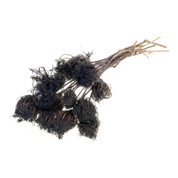 <h4>Ammi Majus Deep Brown</h4>