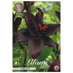 Lilium secret kiss x2 l