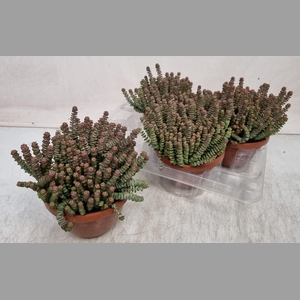 CRASS MARNIERIANA