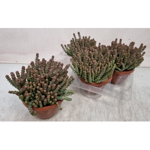 CRASS MARNIERIANA
