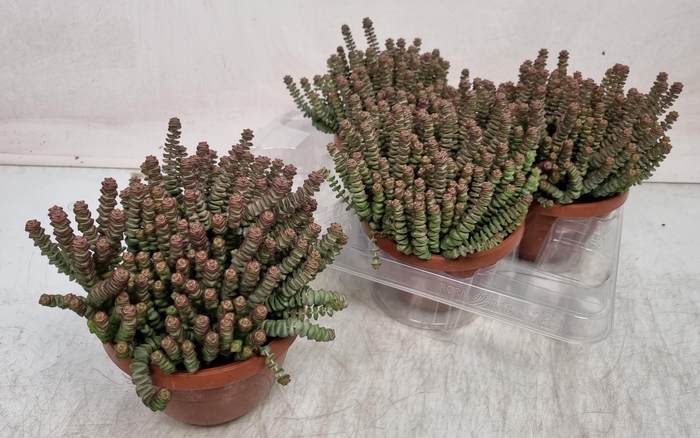 <h4>CRASS MARNIERIANA</h4>