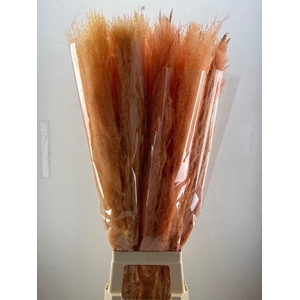 CORTA SELLOAN KLB H%